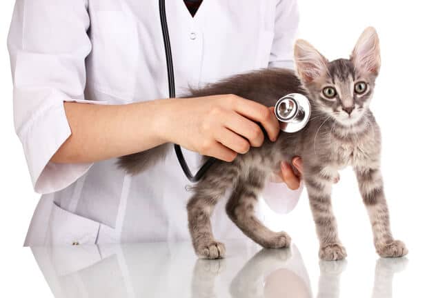 חיסונים לגורי חתולים