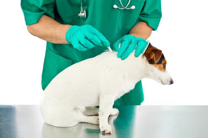 טיפול לכלבים נגד פרעושים וקרציות