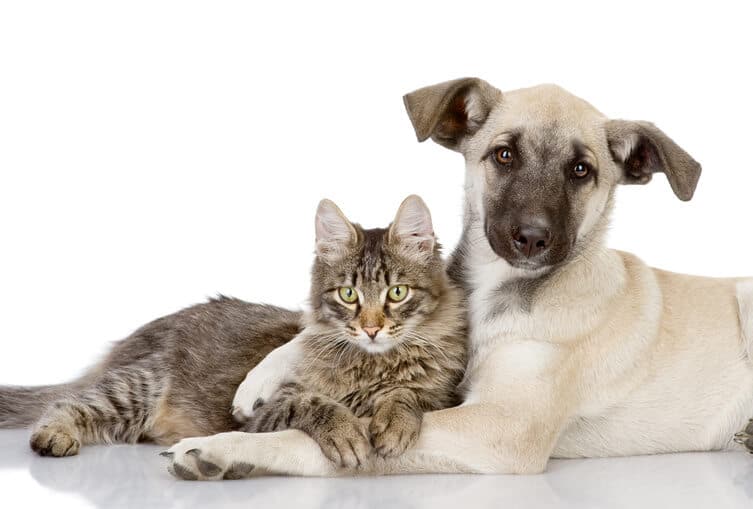 רעשים חזקים משפיעים על כלב וחתול